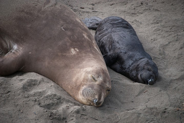 Elephant Seal Mother and Pup
