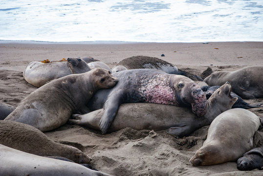 Elephant Seals Mating