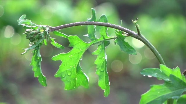  High quality video of arugula plant in the garden in real 1080p slow motion 250fps