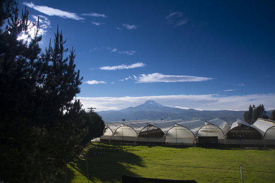 invernaderos de rosas ecuatorianas en cayambe