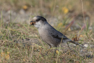 Gray Jay Gathering Up Dog Food