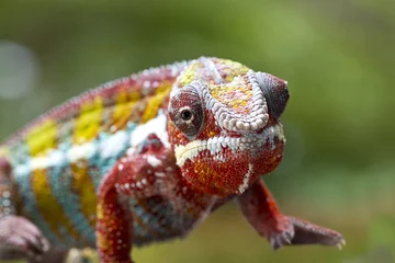 Crédence de cuisine en verre imprimé Caméléon panther Chameleon