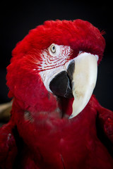Scarlet Macaw Close Up