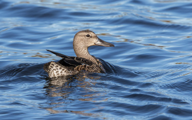 American Widgeon Hen