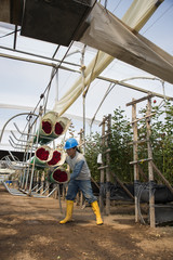 invernadero de rosas cosecha y envío 