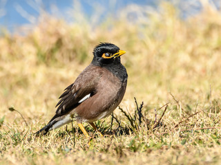 Indian Myna Bird