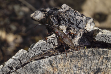 Beetle bark beetle. Imago of an insect. Beetle with long antennae.