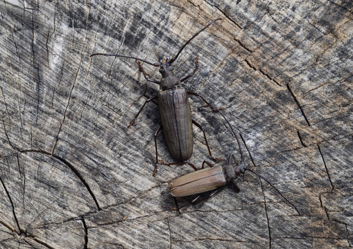 Beetle bark beetle. Imago of an insect. Beetle with long antennae.