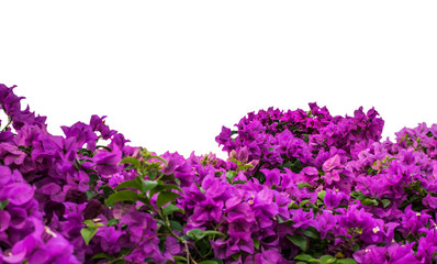 Obraz premium bougainvillea flower , Isolated on white background