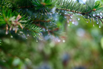 Fototapeta na wymiar Spruce branch with drops of dew, close up
