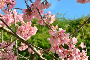 Cerejeira do Japão no Jardim Botânico de Curitiba