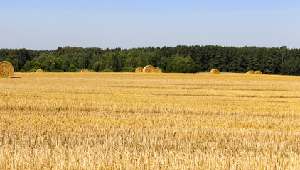 Gold wheat field