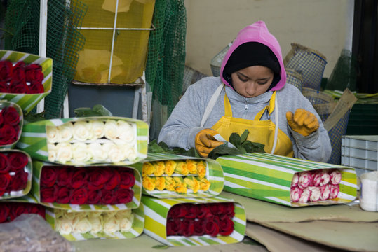 trabajadora de floricola, empacando rosas ecuatorianas para exportaci&oacute;n 