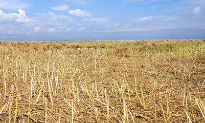 Ripe rape in the field