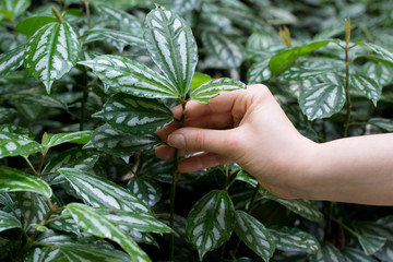 woman hand holding plant