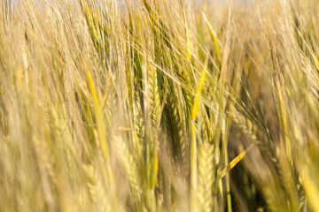 young unripe barley ears closeup