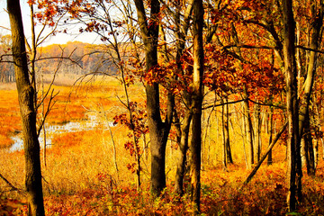 Creek runs through coloful autumn foliage in an Indiana Dunes forest.