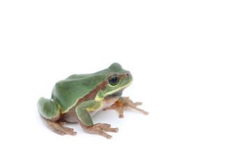 a green treefrog Hyla annectans