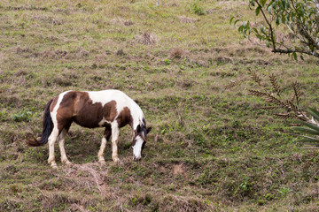 Horses on the side of a cliff