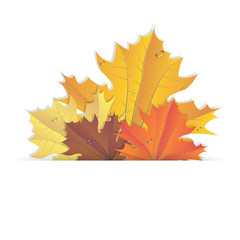 Autumn. Maple leaf. Vector. 