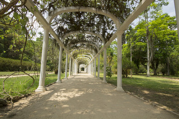 Fototapeta na wymiar Botanic Garden in Rio de Janeiro Brazil