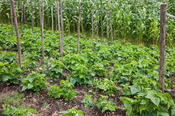 Fototapeta na wymiar Common bean plant (Phaseolus vulgaris) at cultivation field