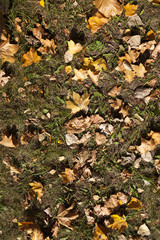 Yellow foliage, autumn