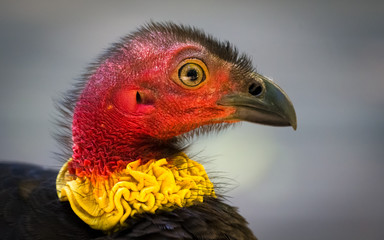 Australian Bush Turkey