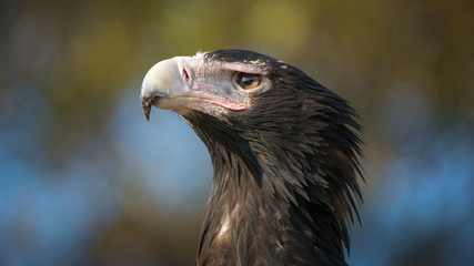 Australian Wedge Tailed Eagle