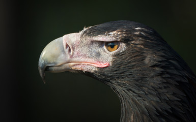 Australian Wedge Tailed Eagle