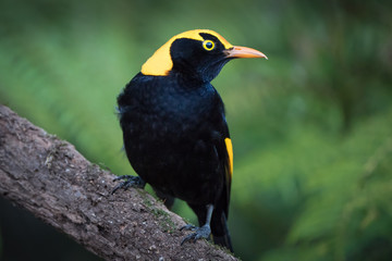 Regent Bowerbird