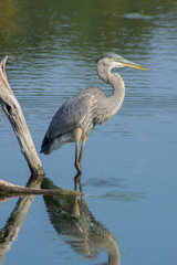 Great blue heron fishing on a lake