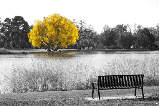 Golden yellow tree in black and white landscape scene with an empty park bench overlooking the water