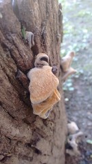 Foto de hongo tomada con celular