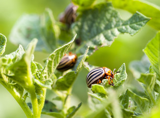 Colorado potato beetle