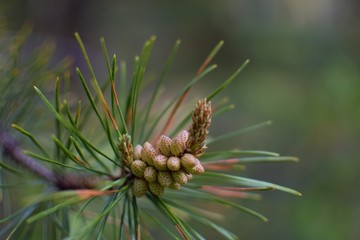 Pine