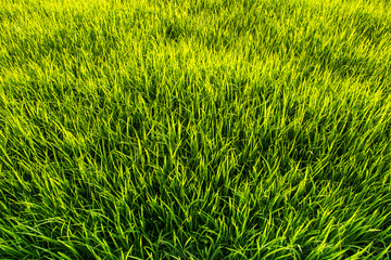 Green grass seamless texture. Seamless in only horizontal dimension.