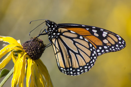 Monarch Butterfly on a Black Eyed Susan