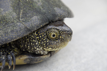 Ordinary river tortoise of temperate latitudes. The tortoise is an ancient reptile.