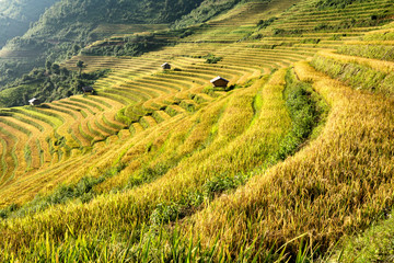 Fototapeta na wymiar Vietnamese beautiful landscape rice field on terrace on the mountain