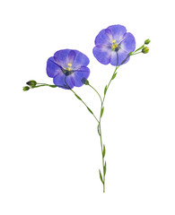 Pressed and dried delicate blue flower flax, isolated