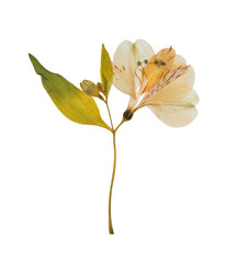 Pressed and dried flower alstroemeria, isolated