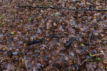 Rotten foliage of maple