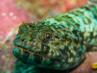 tropical on the coral