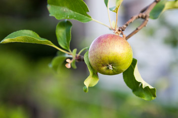 Green apples on apple tree branch in a garden.