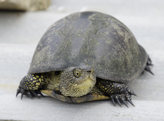 Ordinary river tortoise of temperate latitudes. The tortoise is an ancient reptile.
