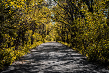 Obraz premium Fall Road