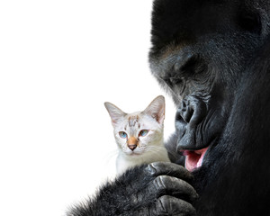 Unlikely animal friends moment, a loving hug between a big gorilla and a small cat - obrazy, fototapety, plakaty