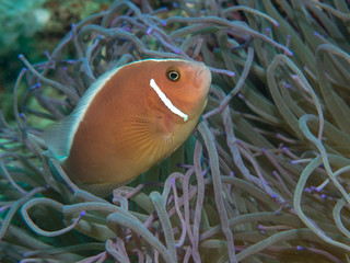 Anemonefish with anemone under water