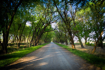 Forest Road
